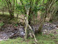 Image of a wooden leaky dam